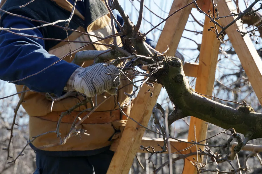 Affordable Tree Pruning Service Verona, PA Affordable Tree Pruning Service Verona, PA