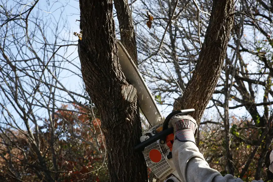 Ensuring Proper Cleanup After Tree Removal Services Verona, PA Ensuring Proper Cleanup After Tree Removal Services Verona, PA