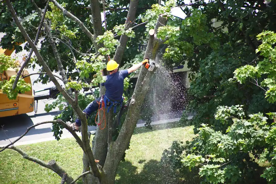 Ensuring Proper Cleanup After Tree Removal Services in Verona, PA Ensuring Proper Cleanup After Tree Removal Services in Verona, PA