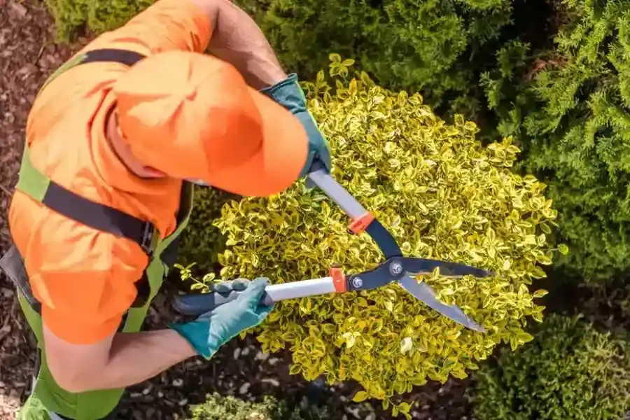 Excellent Shrub Trimming Verona, PA Excellent Shrub Trimming Verona, PA