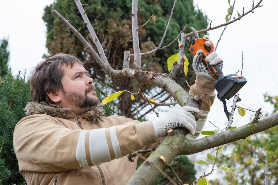 Experienced Tree Pruning Service Verona, PA Experienced Tree Pruning Service Verona, PA