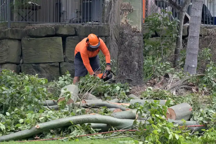 Expert Tree Removal Service Verona, PA Expert Tree Removal Service Verona, PA