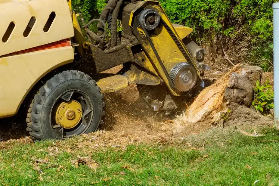 How Stump Grinding Protects Your Lawn From Root Decay Verona, PA How Stump Grinding Protects Your Lawn From Root Decay Verona, PA