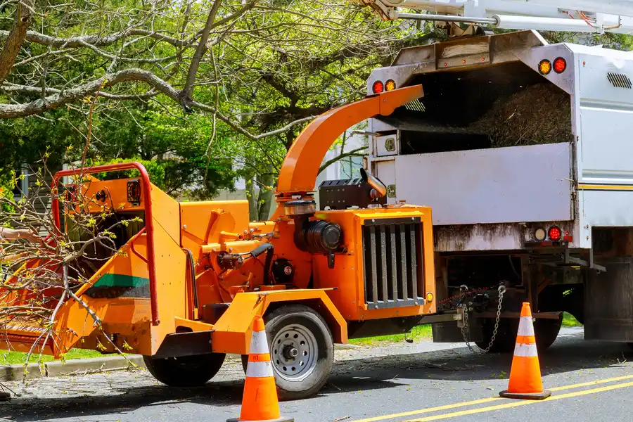 How Tree Removal Can Improve Sunlight And Airflow Access Verona, PA How Tree Removal Can Improve Sunlight And Airflow Access Verona, PA