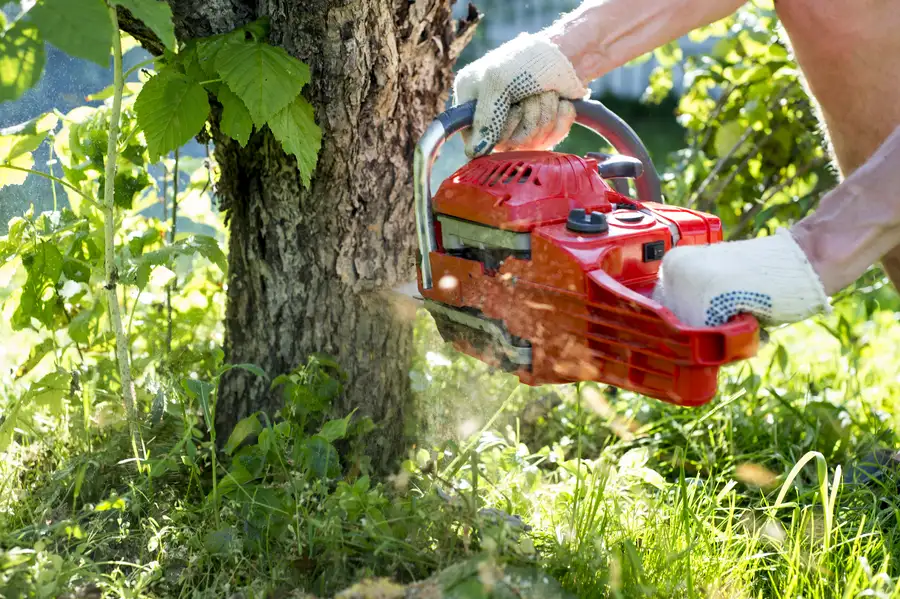 How Tree Removal Can Improve Sunlight And Airflow Access in Verona, PA How Tree Removal Can Improve Sunlight And Airflow Access in Verona, PA