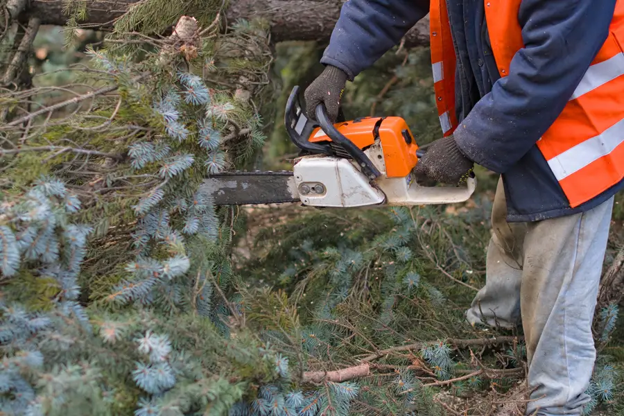 Local Tree Removal Service Verona, PA Local Tree Removal Service Verona, PA