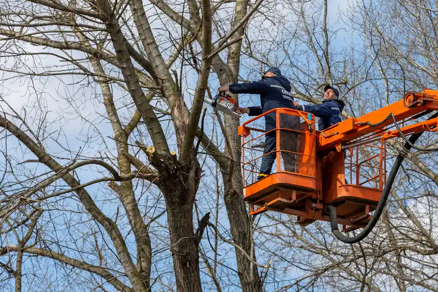 Premium Tree Removal Service Verona, PA Premium Tree Removal Service Verona, PA