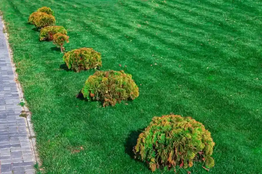 Signs Your Trees Need Professional Service Soon in Verona, PA Signs Your Trees Need Professional Service Soon in Verona, PA
