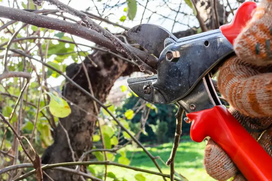 Superior Tree Pruning Service Verona, PA Superior Tree Pruning Service Verona, PA