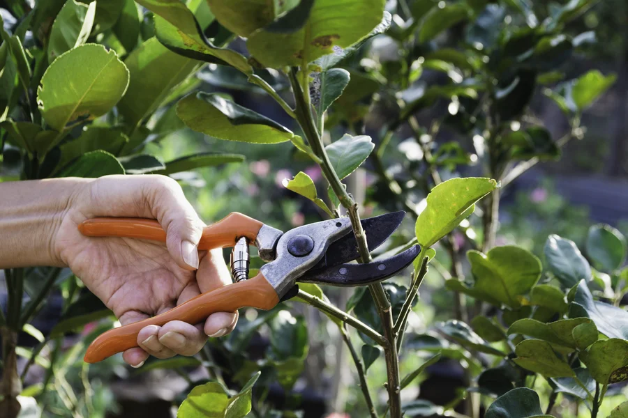 The Impact Of Tree Pruning Service On Fruit Production Verona, PA The Impact Of Tree Pruning Service On Fruit Production Verona, PA