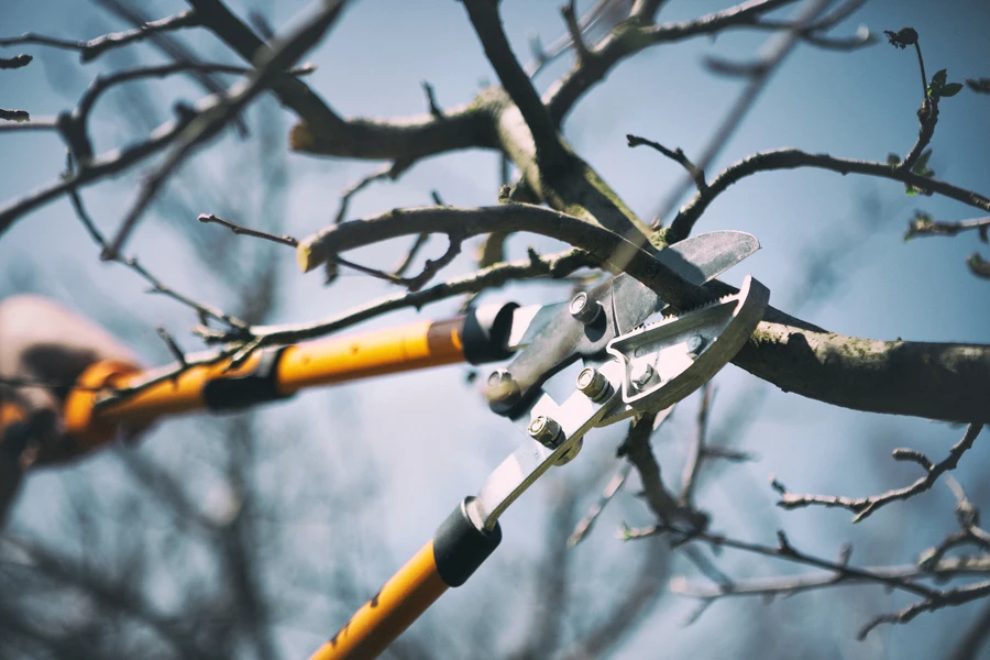 The Impact Of Tree Pruning Service On Fruit Production in Verona, PA The Impact Of Tree Pruning Service On Fruit Production in Verona, PA