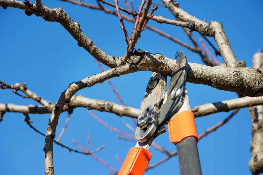 The Role Of Tree Pruning Service In Preventing Storm Damage Verona, PA The Role Of Tree Pruning Service In Preventing Storm Damage Verona, PA