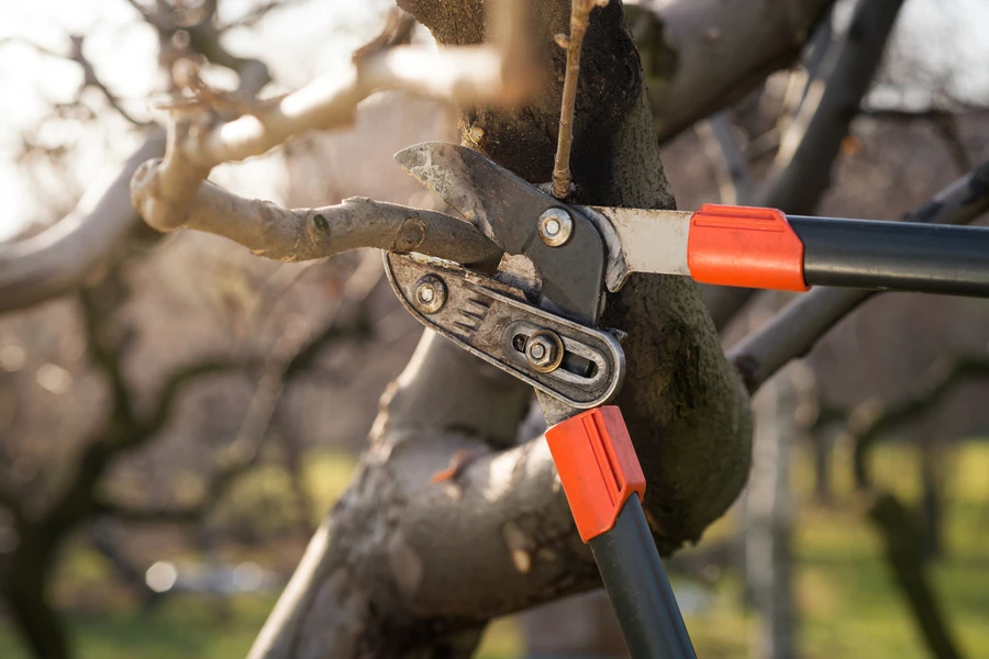 The Role Of Tree Pruning Service In Preventing Storm Damage in Verona, PA The Role Of Tree Pruning Service In Preventing Storm Damage in Verona, PA