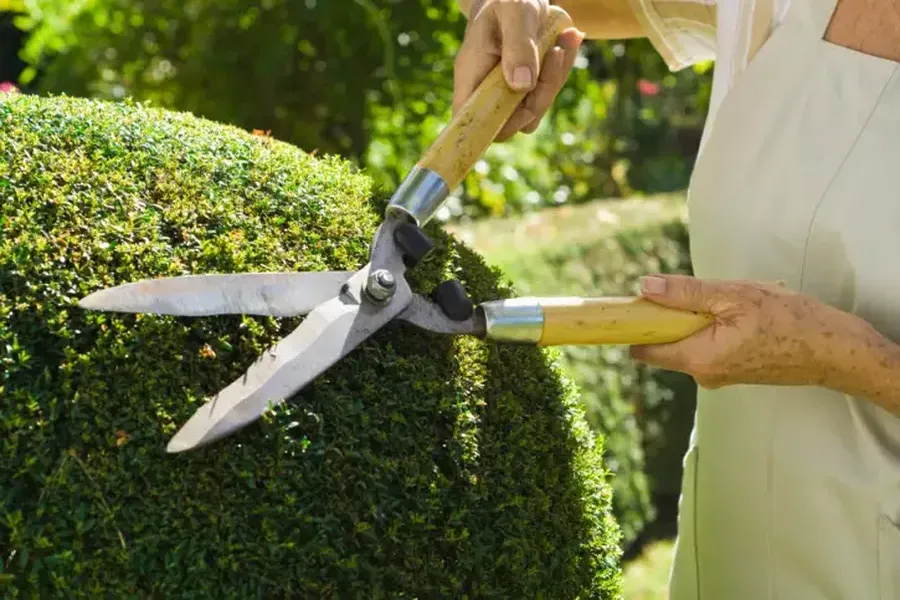 Why Proper Shrub Shaping Matters For Plant Health Verona, PA Why Proper Shrub Shaping Matters For Plant Health Verona, PA