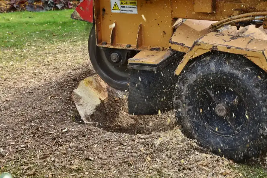 Why Tree Stumps Attract Termites And Other Pests in Verona, PA Why Tree Stumps Attract Termites And Other Pests in Verona, PA